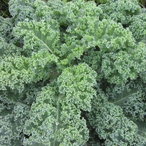 Kale – Early Curled Siberian / Lacinato Kale / Red Russian Kale seeds/ non GMO