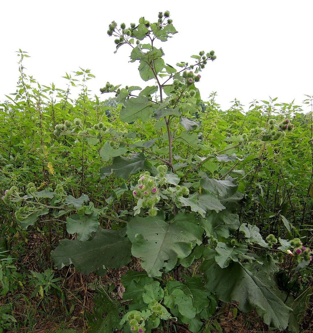 10 Large Burdock Arctium Lappa Plant Seeds Vegetable Japanese Garden