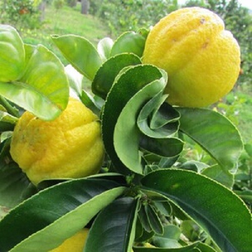 Very Rare Mellarosa citrus- 3 cuttings, fresh, imported