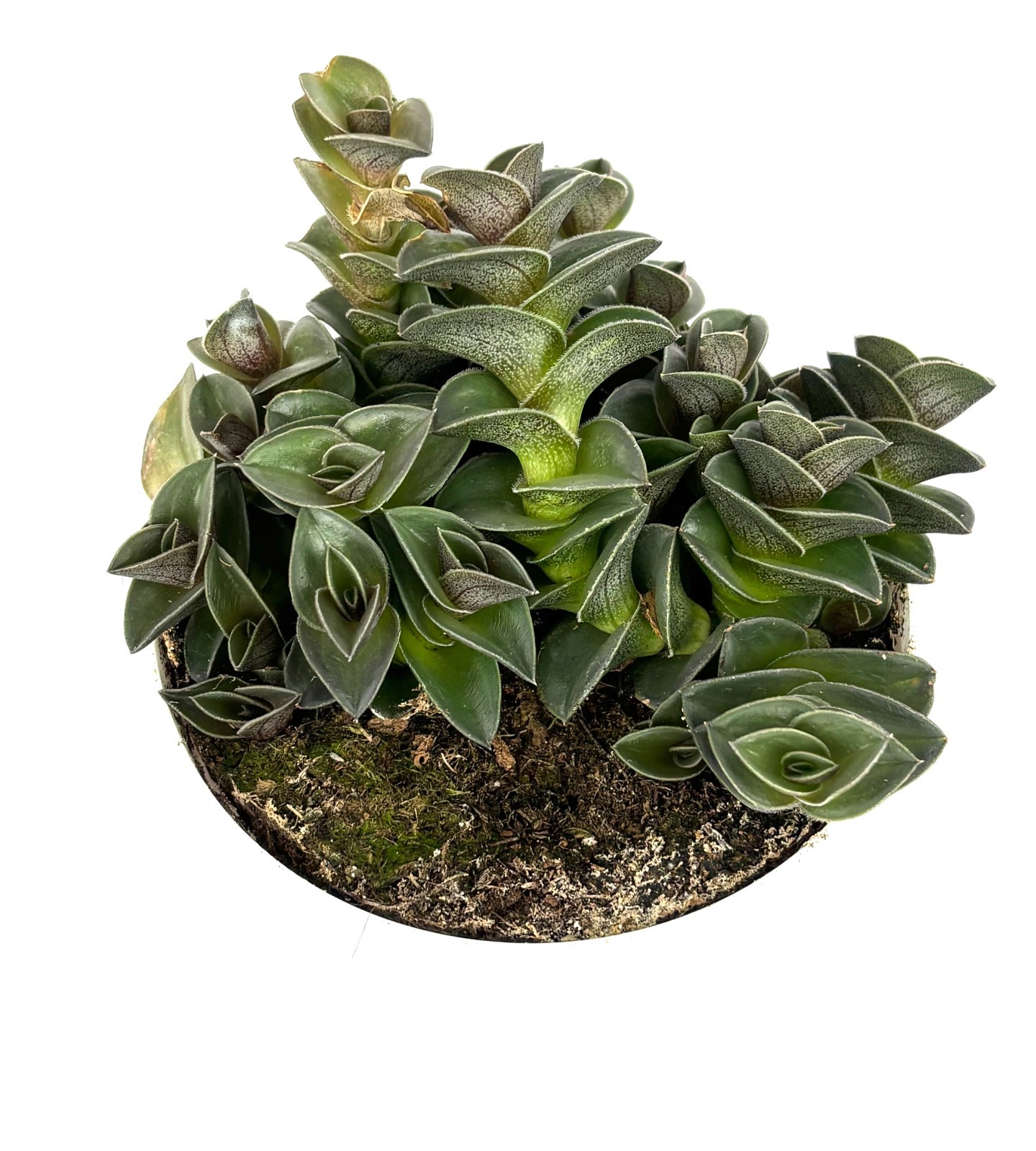 Chain Plant Tradescantia Navicularis Houseplants