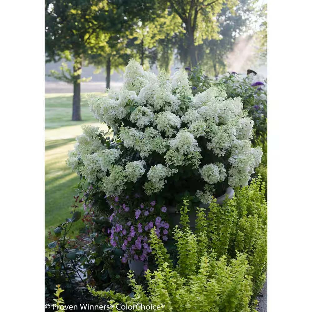 1 Gal. Bobo Hardy Hydrangea (Paniculata) Live Shrub, White to Pink Flowers
