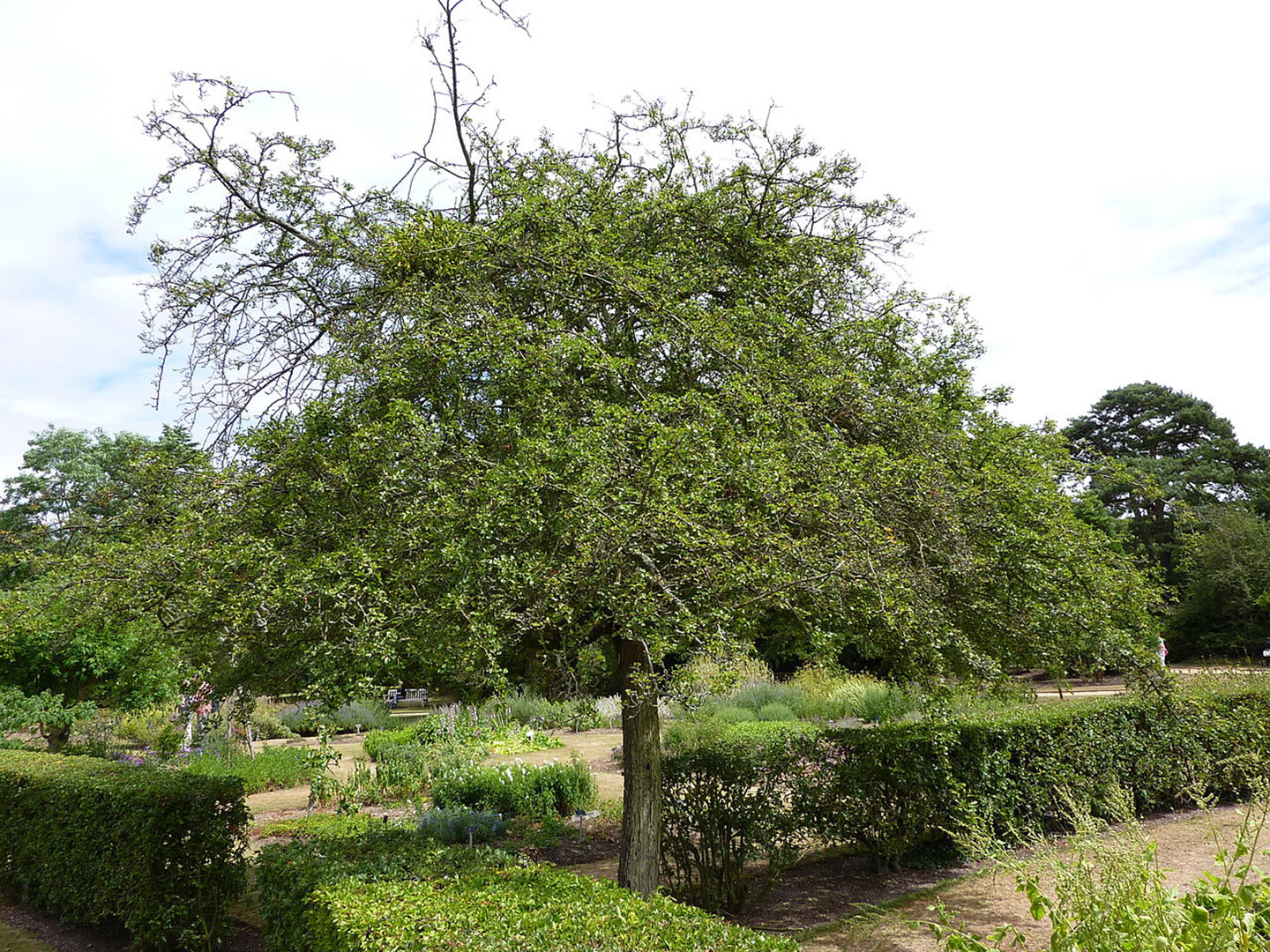 English Hawthorn, Crataegus laevigata, Tree Seeds