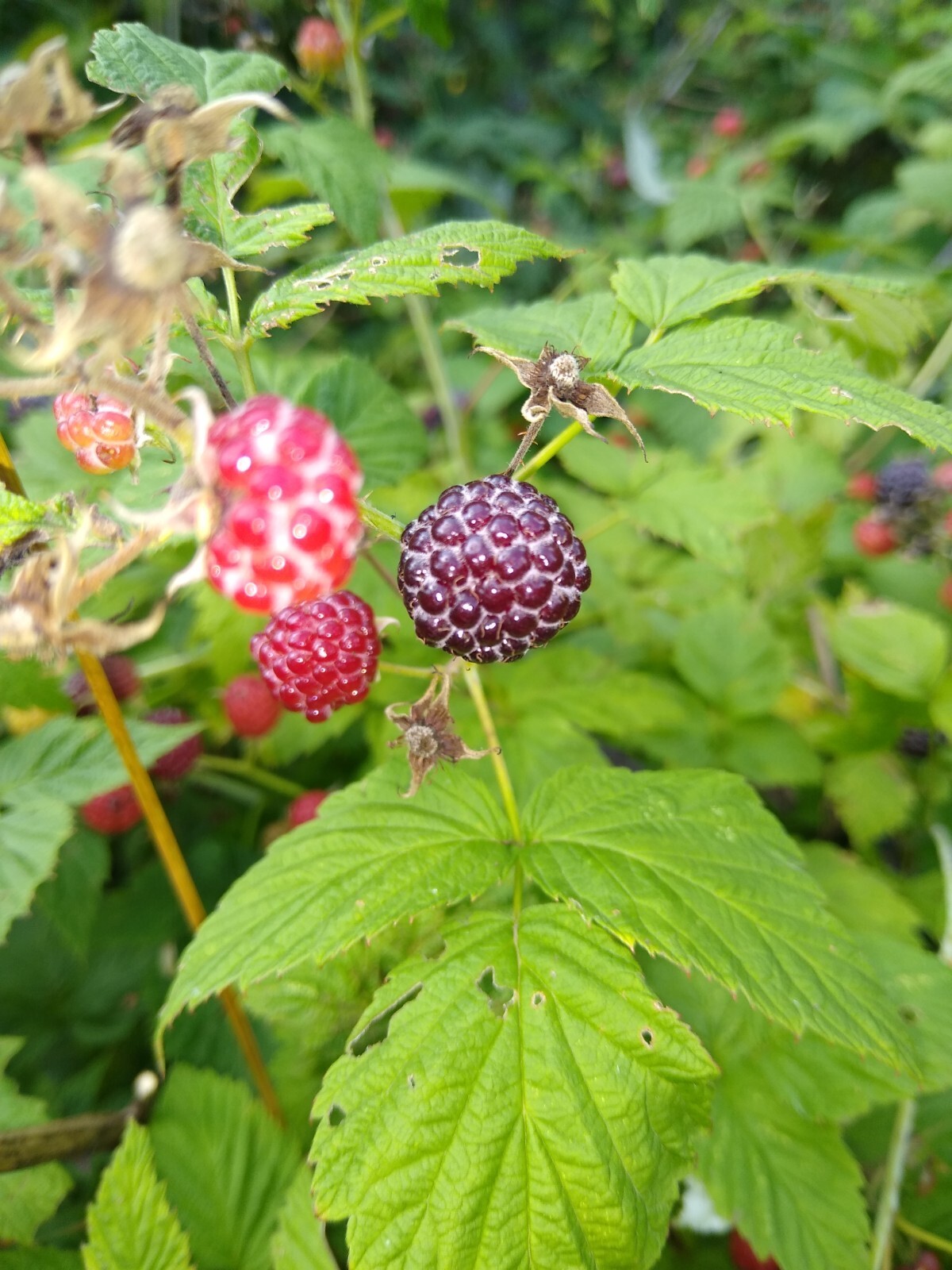 ORGANIC BLACK RASPBERRY 120+ Seeds, MADE IN USA, Garden FRESH