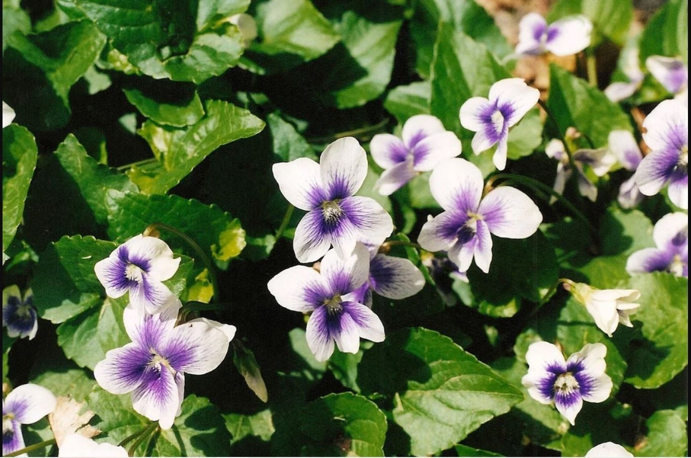 10x Wild Violet Plants: Mixed Purple White Perennial Bare Root Preorder live