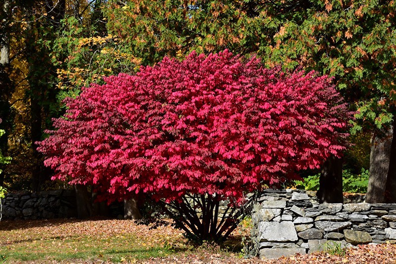 1 Burning Bush Shrub 1 yr old Bare Root Plant