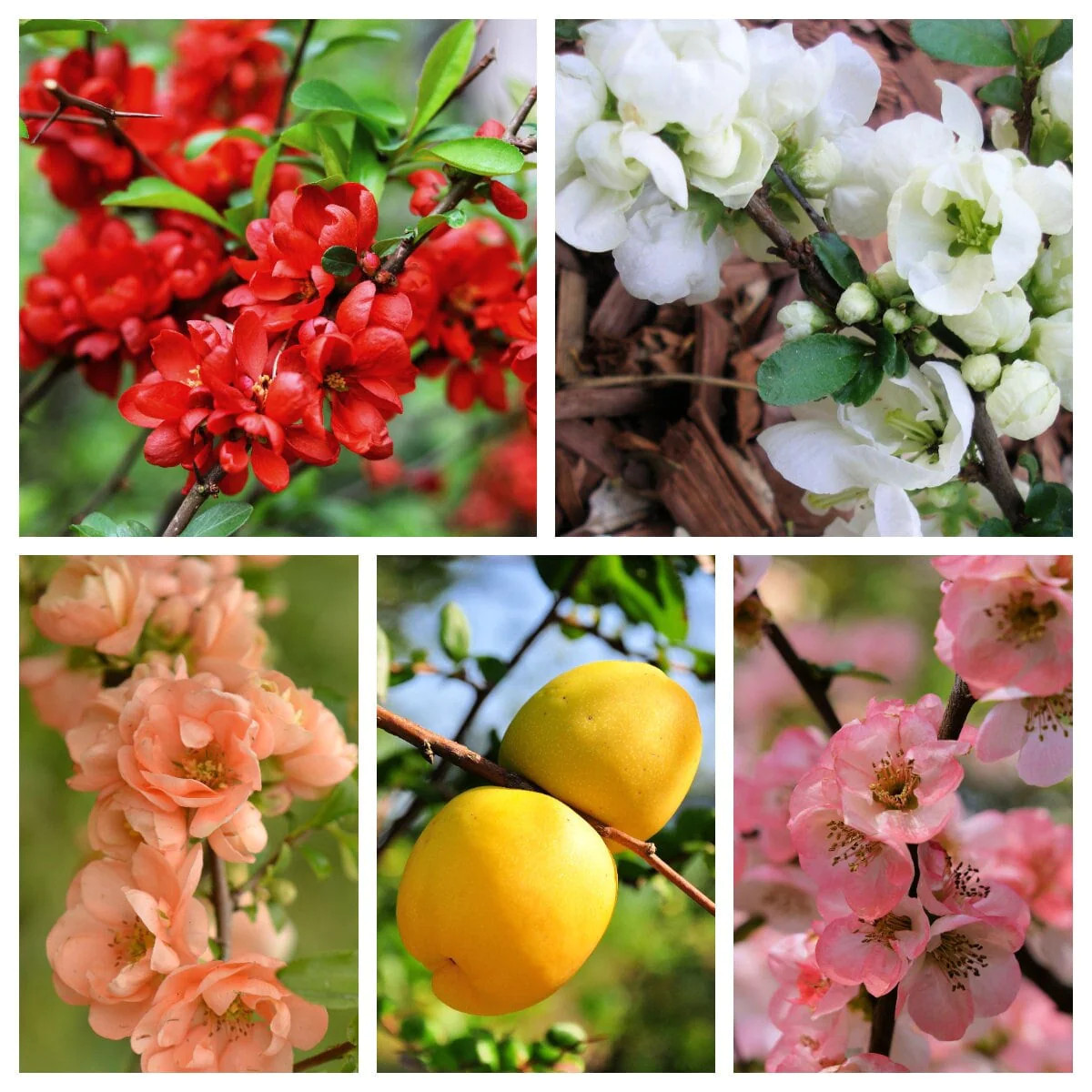 30 FLOWERING QUINCE Fruit Shrub Seeds Pink Red White Orange Chaenomeles Speciosa
