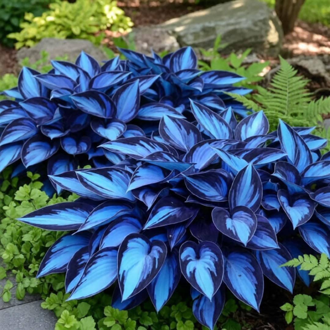 Mixed Hosta Seeds Collection(300+ Seeds),Variegated & Blue Foliage Shade Plants,