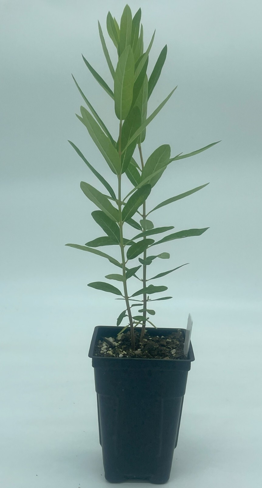 Dogbane Live Plant 3″ Starter Pot – Apocynum Cannabinum