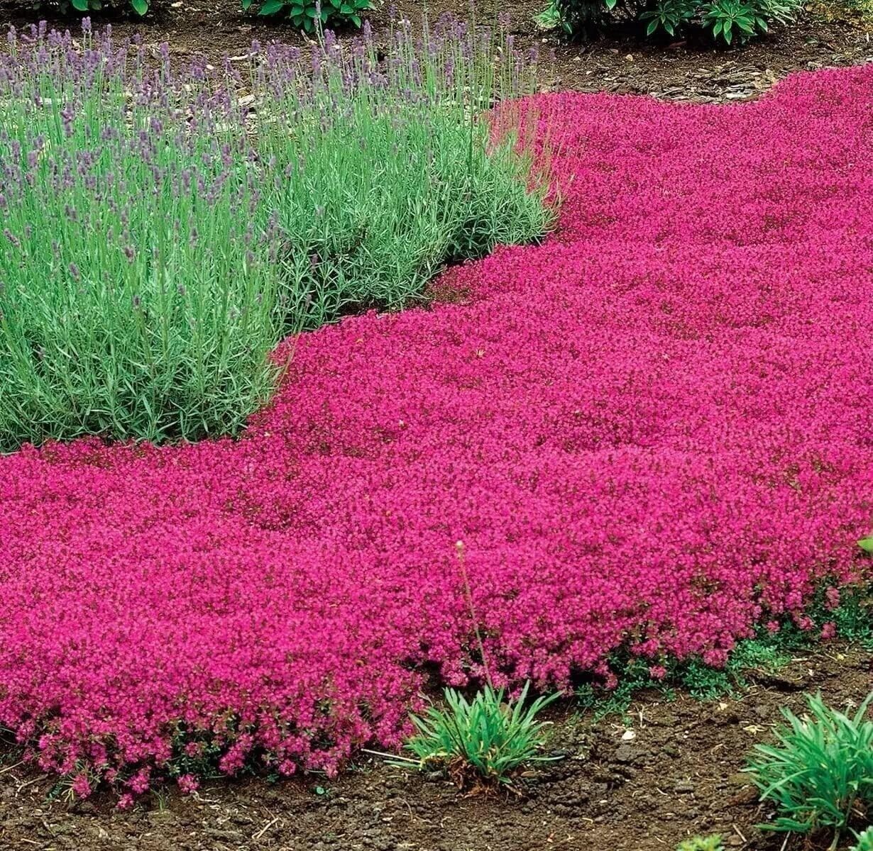 500+ Red Creeping Thyme Seeds — Groundcover — Non-GMO — FRESH