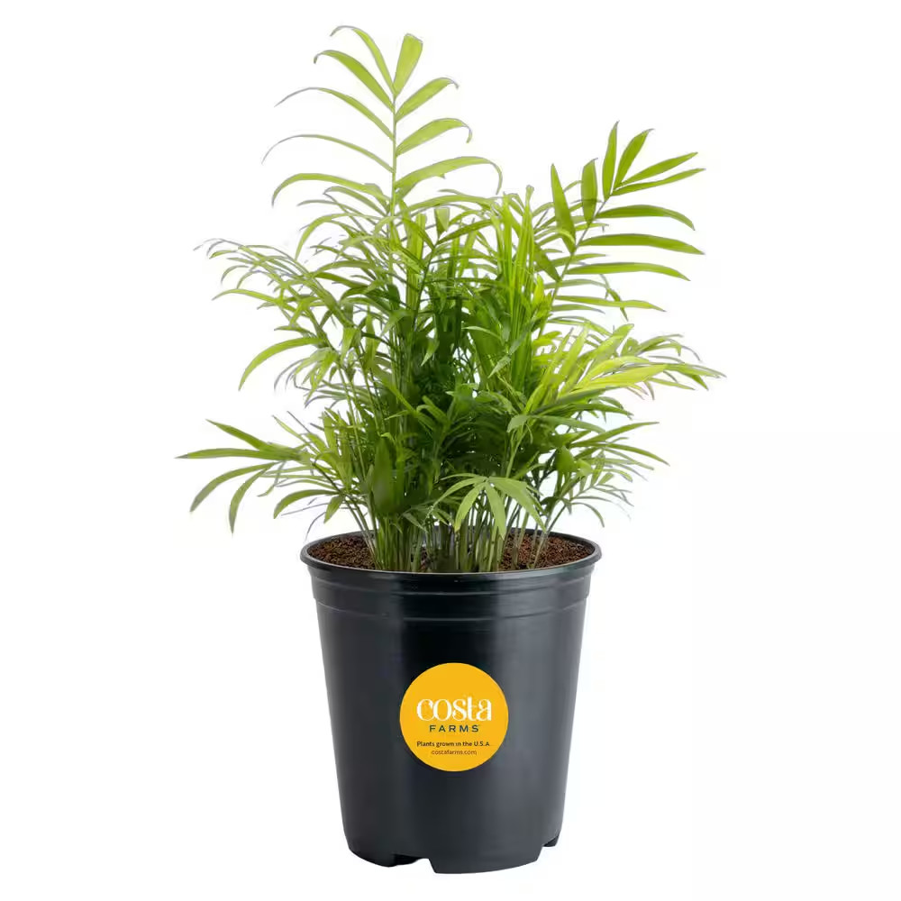 Neanthebella Indoor Palm in 6 In. Grower Pot, Avg. Shipping Height 1-2 Ft. Tall