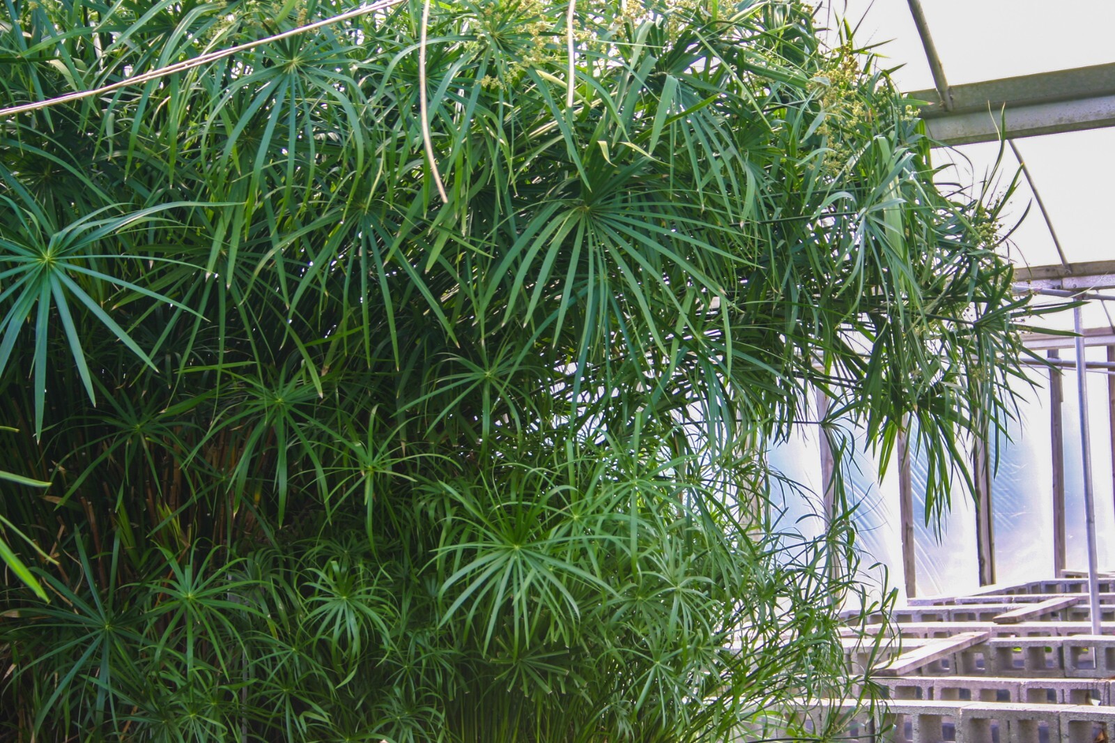 Live Umbrella Palm Tropical Aquatic Marginal Pond/Bog Plant – Buy 2 Get 1 Free