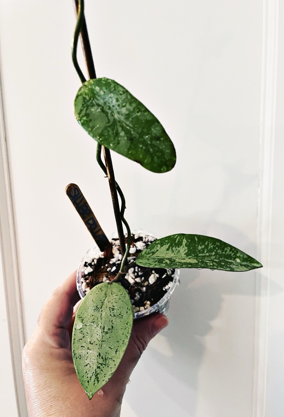 Rare Hoya Silver Dollar MB 1405-AG Wax Leaf Vining Tropical EXACT PLANT