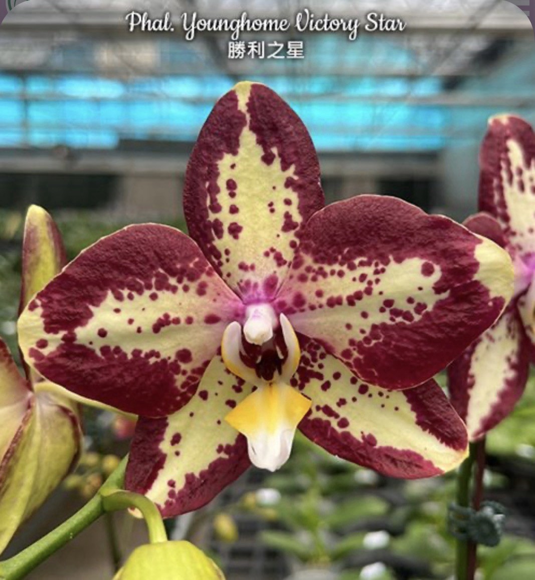 Phal. Younghome Victory Star, Blooming Size, FREE Shipping
