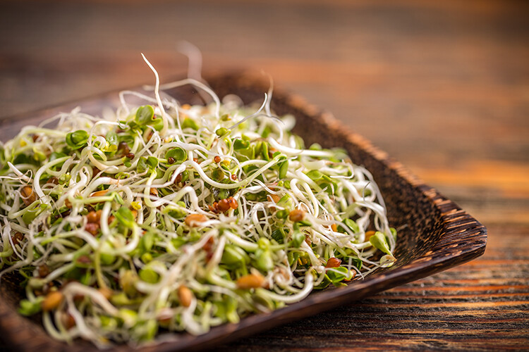Organic Alfalfa Sprouting Seeds from USA 100,000 seeds Heart Healthy Food !!