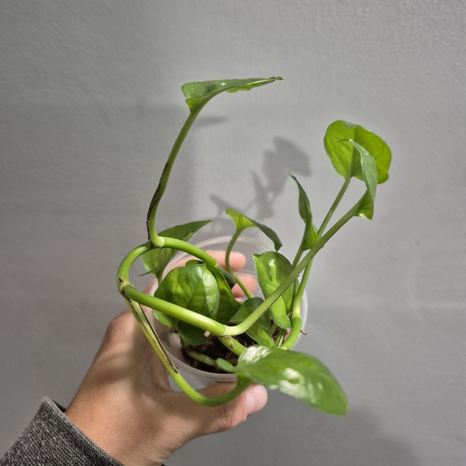 Global Green Pothos – Devils Ivy- Starter Plant Exact Plant 2.5 Inch Cup