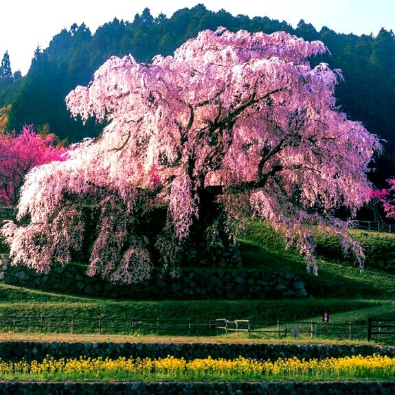 Japanese “WEEPING SAKURA” Cherry Blossom Flower Tree Seeds (pendula) Fast Hardy