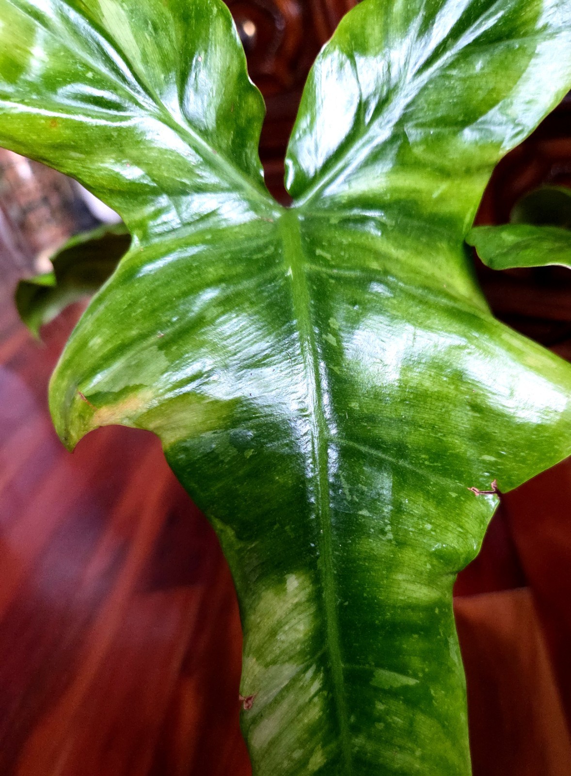 Rare Philodendron Minty GOG Florida Beauty X Radiatum 22″ Tall Not Monstera