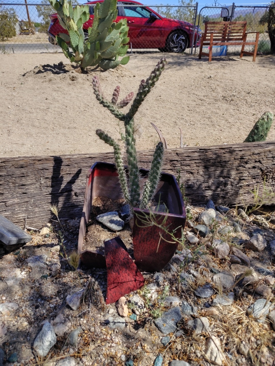 Live Cholla Plants Whole Medium