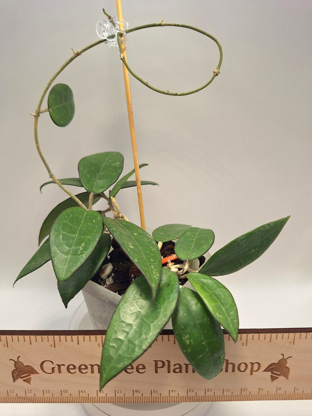 Hoya Verticillata Black Margin – Actively Growing & Ready to Climb – Easy Going