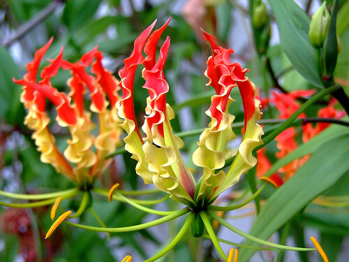 Gloriosa Superba Glory Vine 10 Seeds, Climbing Flame Lily Exceptional Beauty