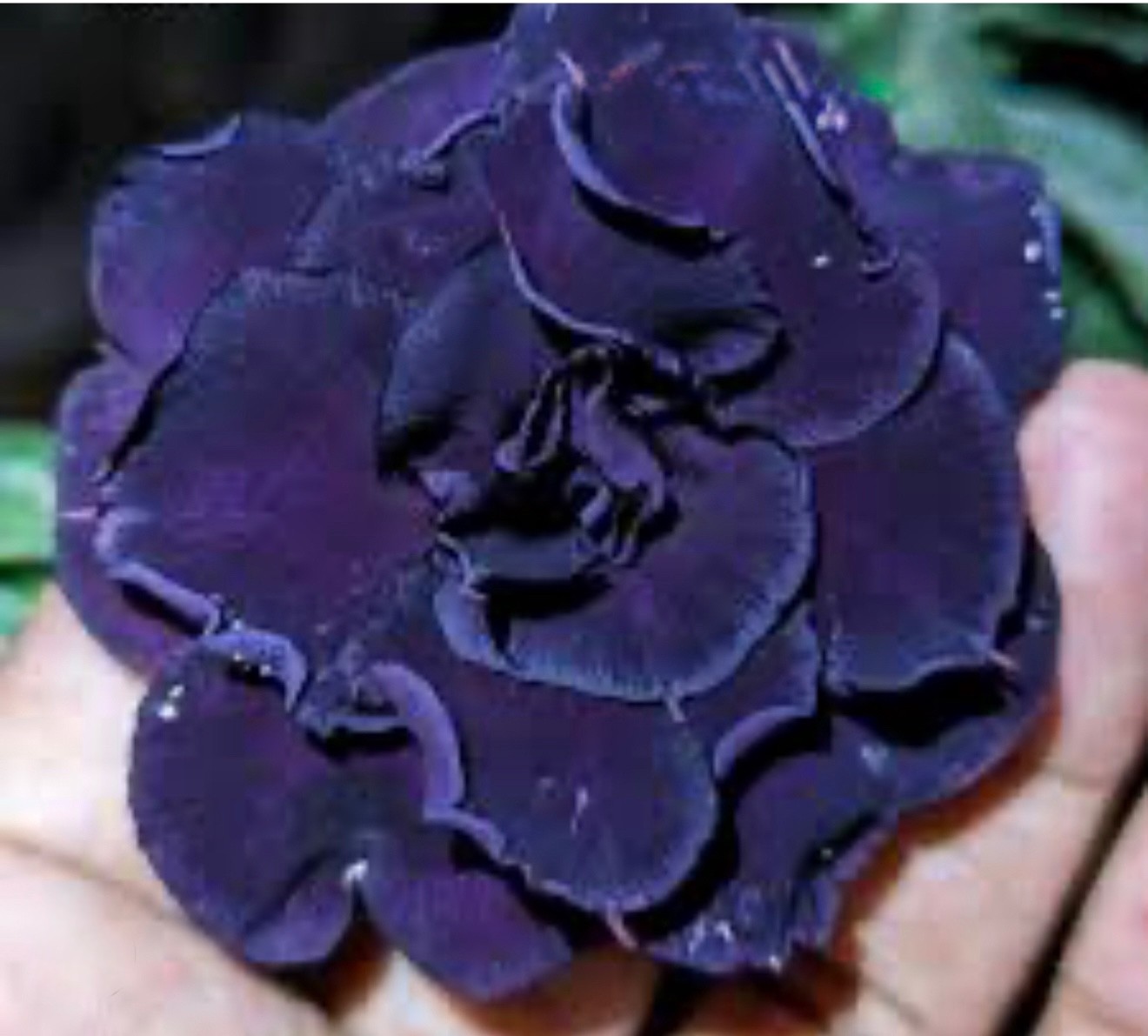 Indigo Blue – Desert Rose Adenium Obesum SMALL Rooted Seedling 3-6 inches