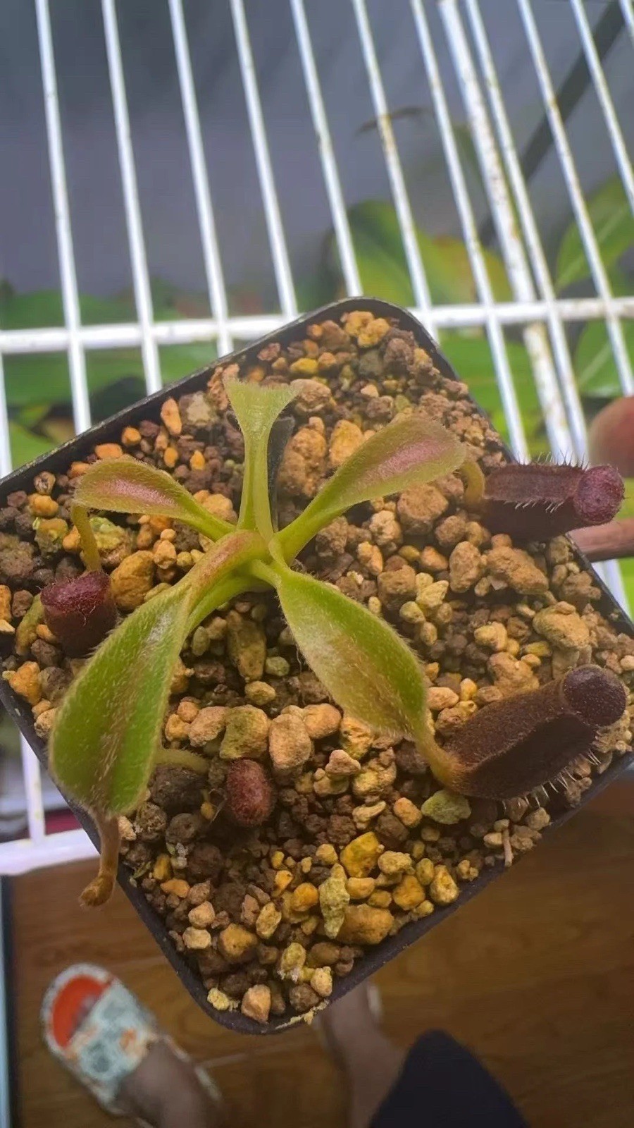 Nepenthes lowii Hose Mountain 1.6” (4 cm) Seedling Rare Highland species