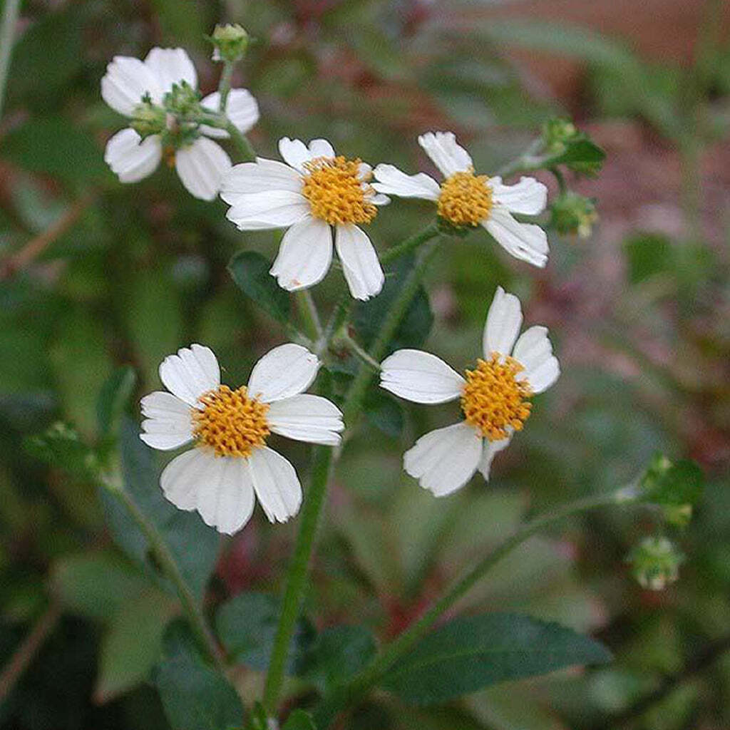 Bidens pilosa BLACK JACK DAISY Seeds!
