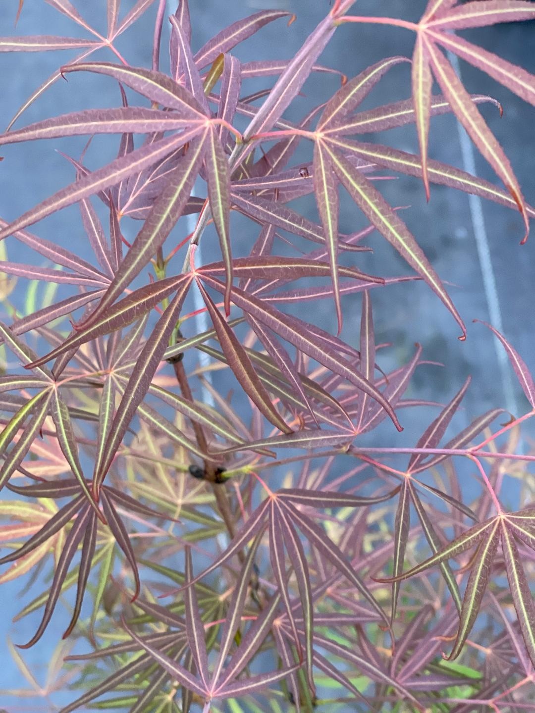 Acer palmatum ‘Red Cloud’ (Red Cloud Japanese Maple)