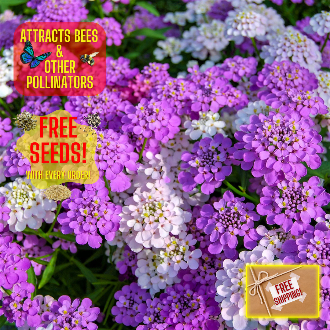 Fresh Candytuft Flower Seeds | Mixed Colors | Heirloom Non-GMO | Flower Seeds
