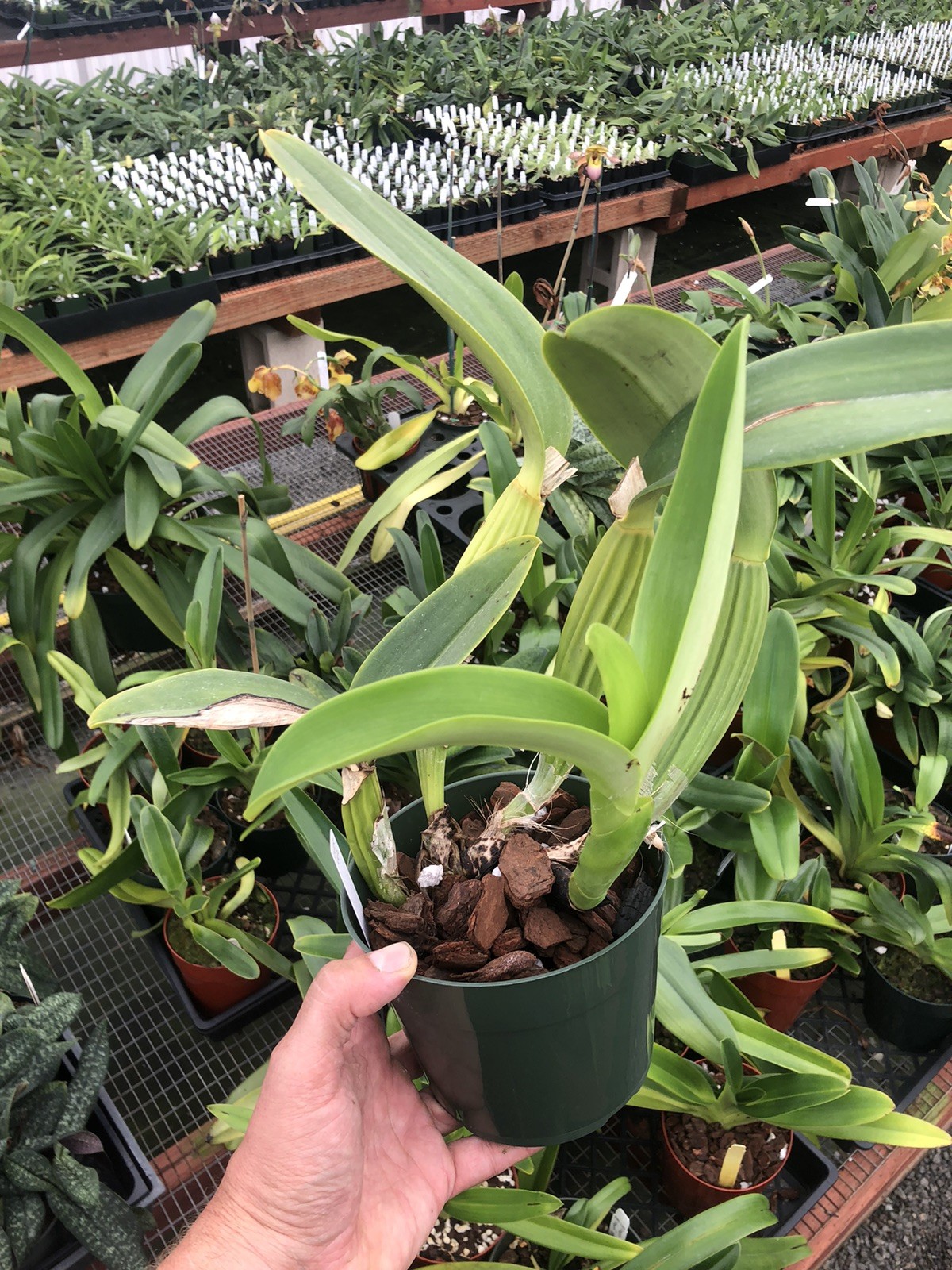 Cattleya labiata amesiana ‘Fowleyana’ AM/AOS Original Division