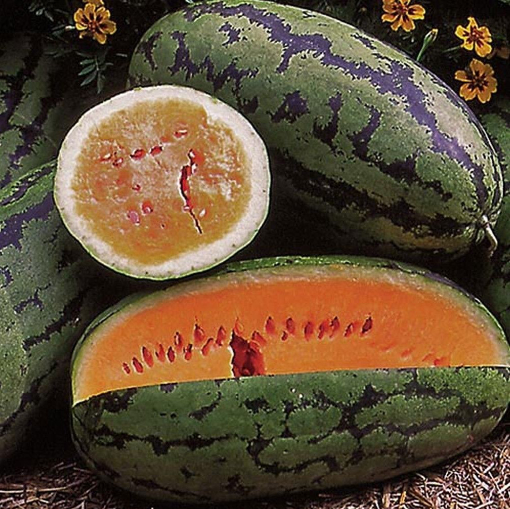 25+ Orangeglo Watermelon Seeds – LARGE – SWEET – 20 to 30 pounds – NON GMO