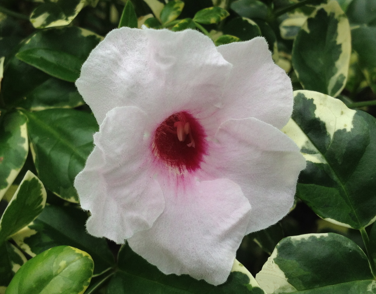 VARIEGATED PINK Pandora Vine Plant Unusual Semi-Tropical Fragrant Trumpet Flower