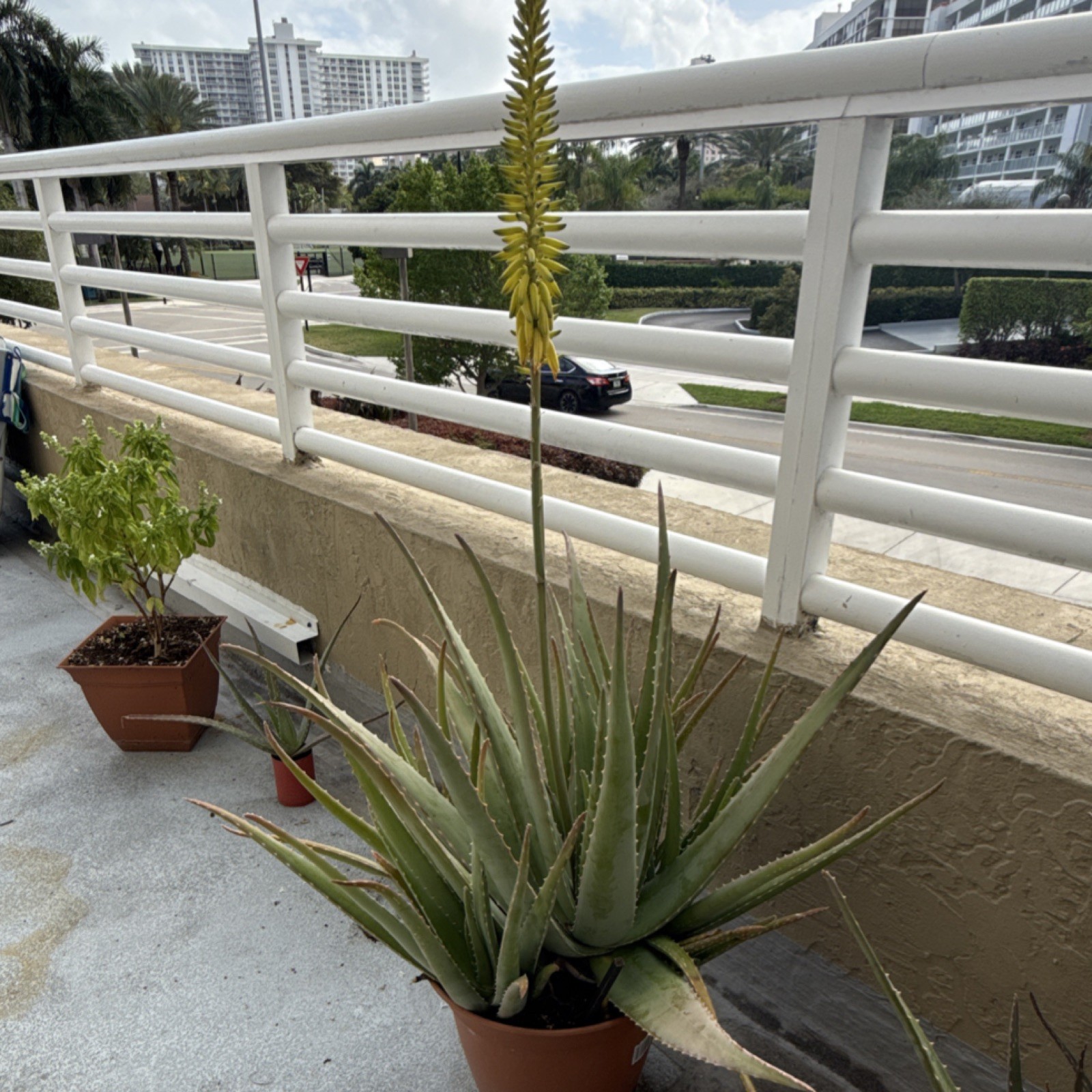 Potted Aloe Vera with Flower Spike, Outdoor, Green Yellow, Arid Climate