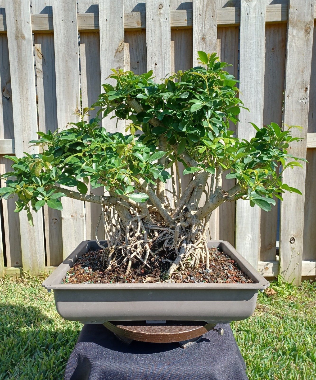 Schefflera Arboricola bonsai, Solid exposed roots, and many aerial roots,   