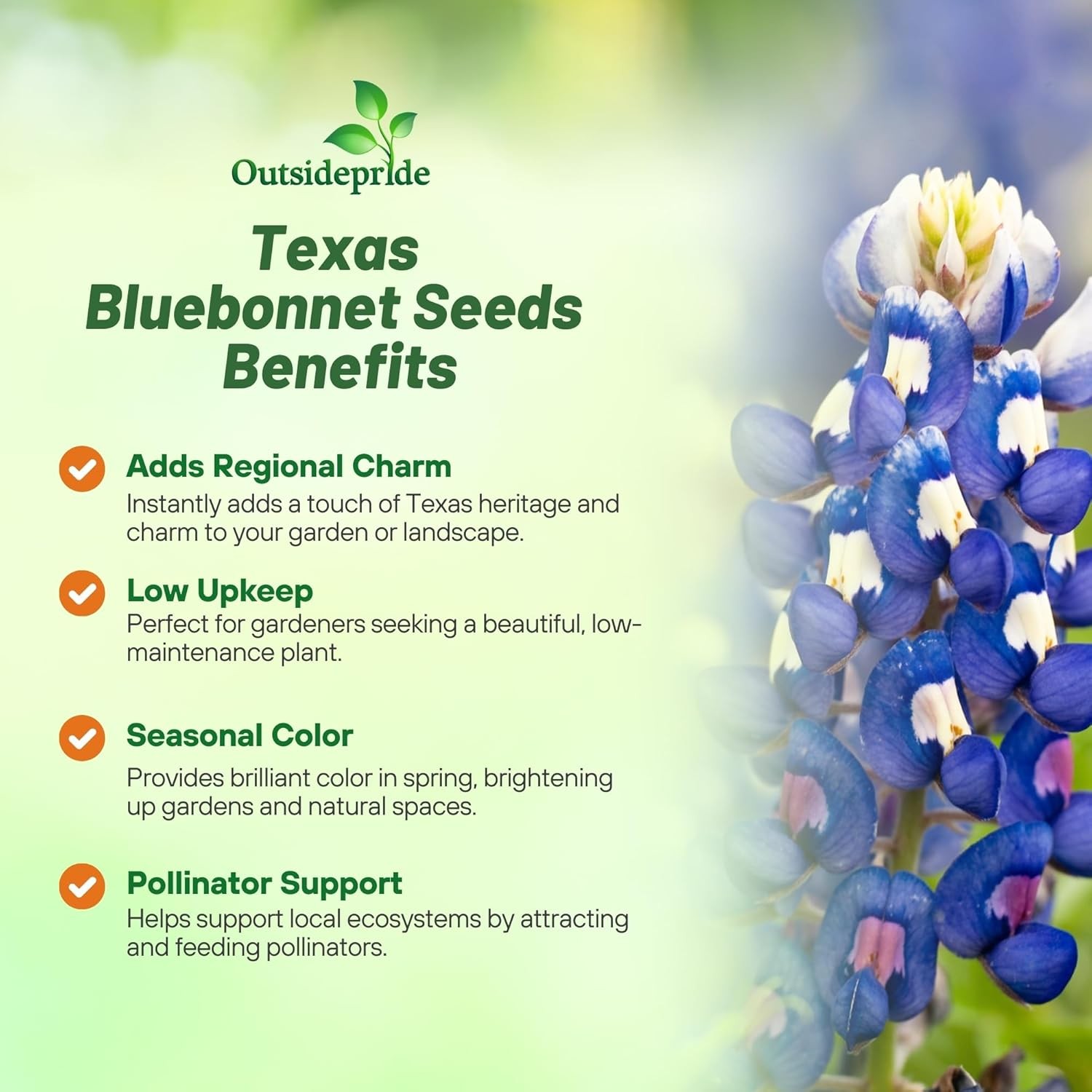 1 LB Texas Bluebonnet Seeds For Planting | Wildflower Seed For Planting Outdoors