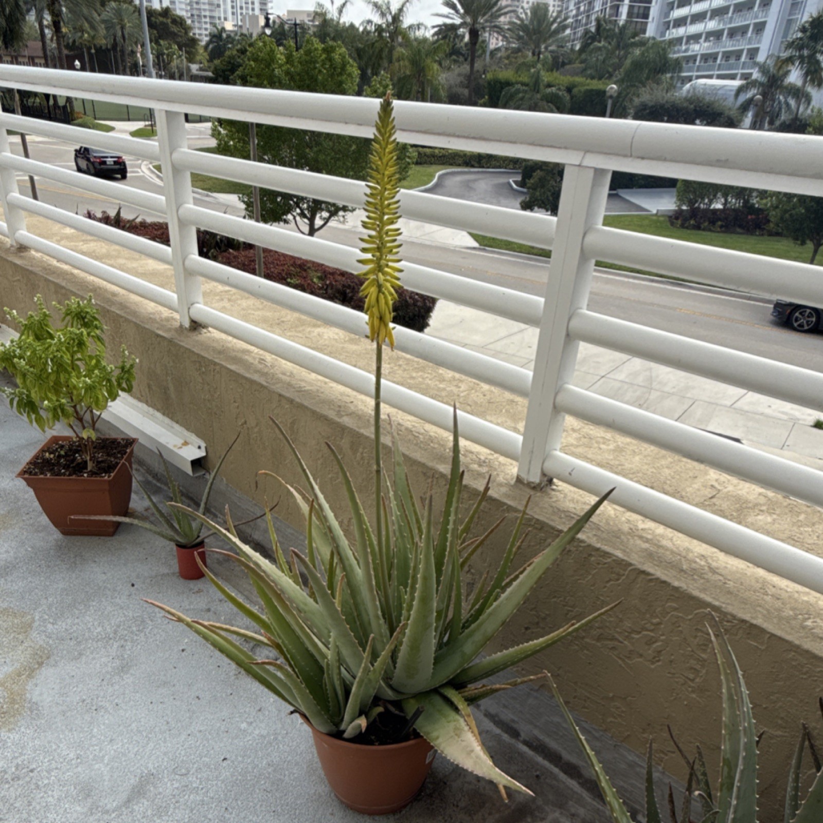 Potted Aloe Vera with Flower Spike, Outdoor, Green Yellow, Arid Climate