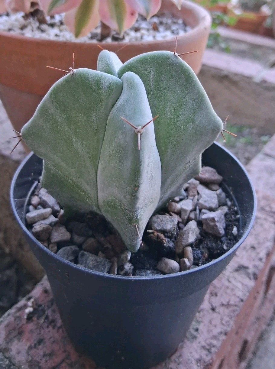 Stenocereus Pruinosis SPIRAL Gray Ghost Cactus Ships In A 4″ Pot!