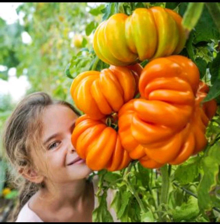 Orange Accordion Tomato Seeds (25) / Organic / Heirloom / Huge / Super Rare