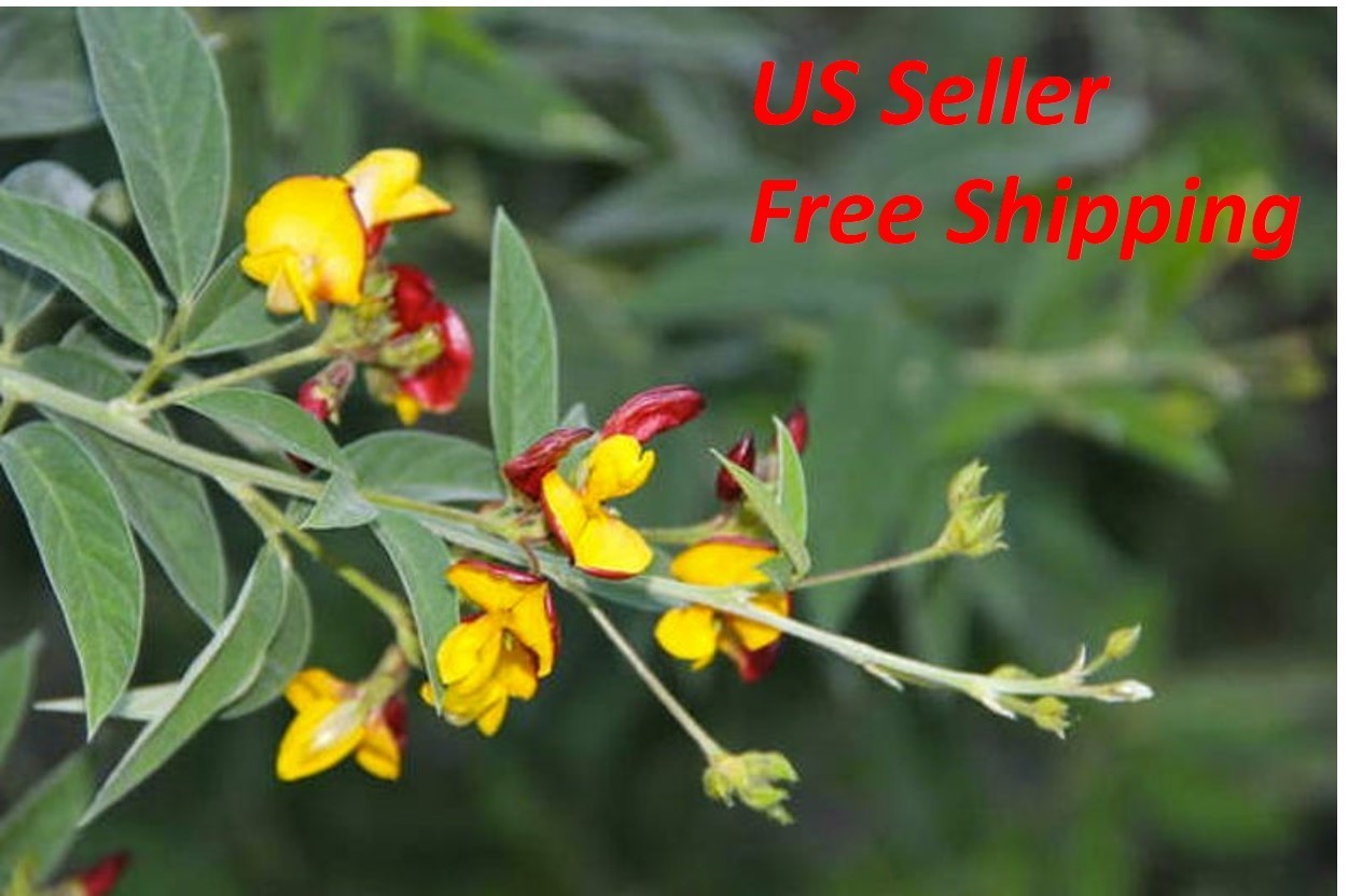 35 seeds- Pigeon Peas (Cajanus Cajun) Perennial Legumes – Free Shipping