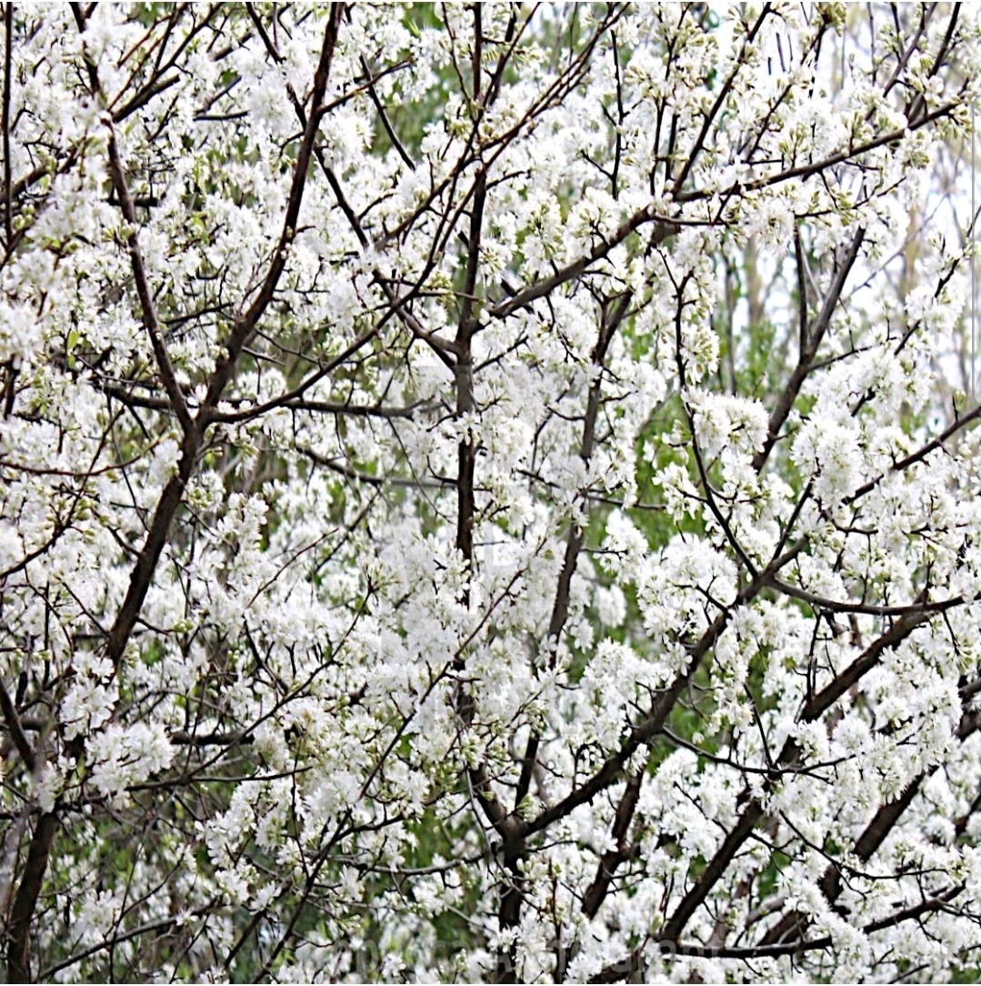 100 AMERICAN PLUM TREE SEEDS (Prunus americana) Fast Flower Plant high quality
