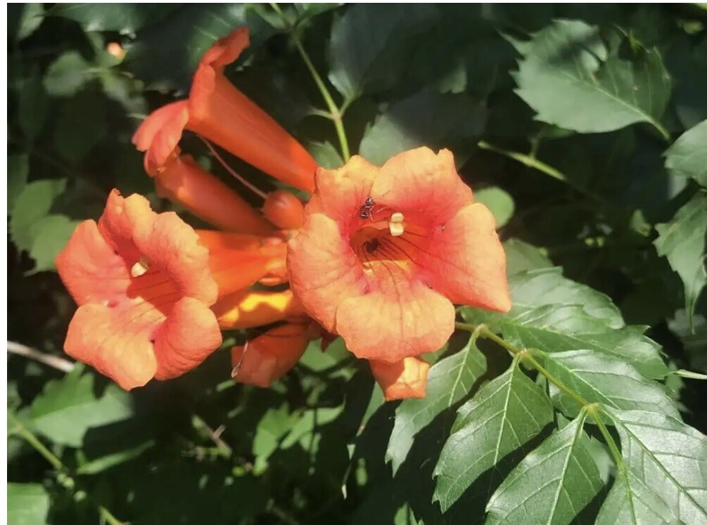 50++ Trumpet Vine Seeds (Campsis radicans) Orange. Free Shipping!
