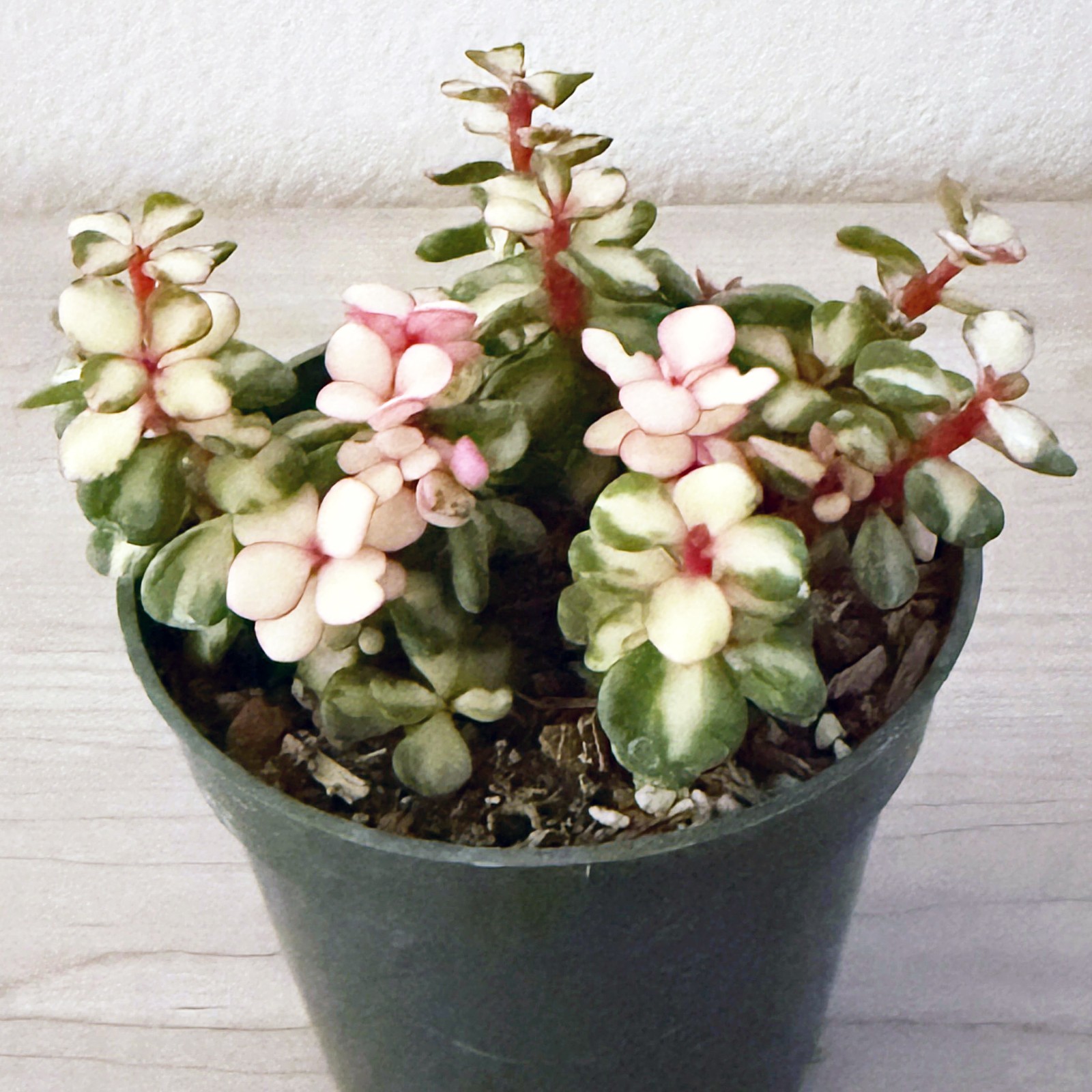 Succulent Plant – Portulacaria Afra Variegated – Live Plants In 2″ Pot