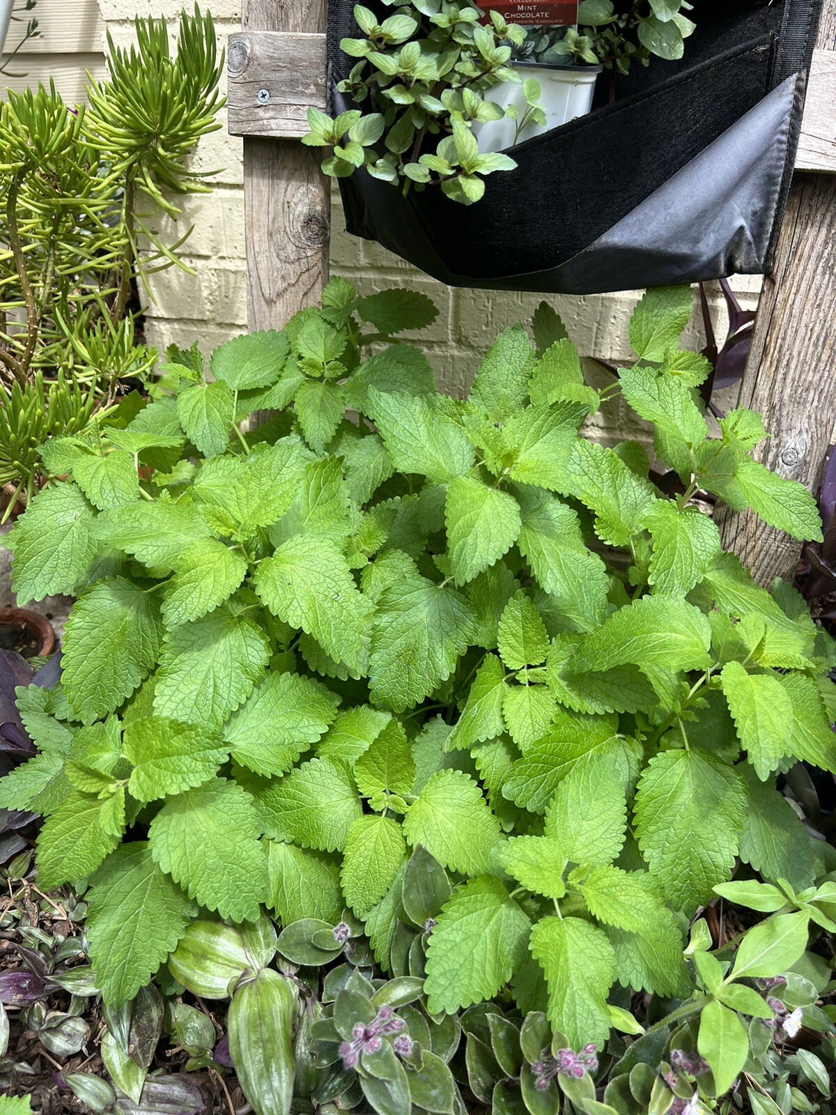 100 Lemon Balm Seeds Garden Herbs Medicinal Non GMO ~ Organic ~Pesticide Free