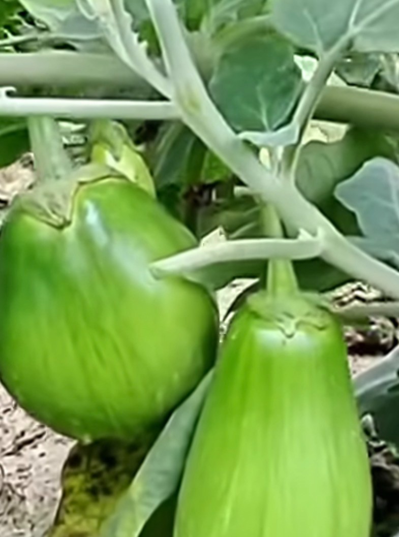 50 Asian Green Eggplant Fresh Organic Seeds For 2026~ Eggplant Seeds.