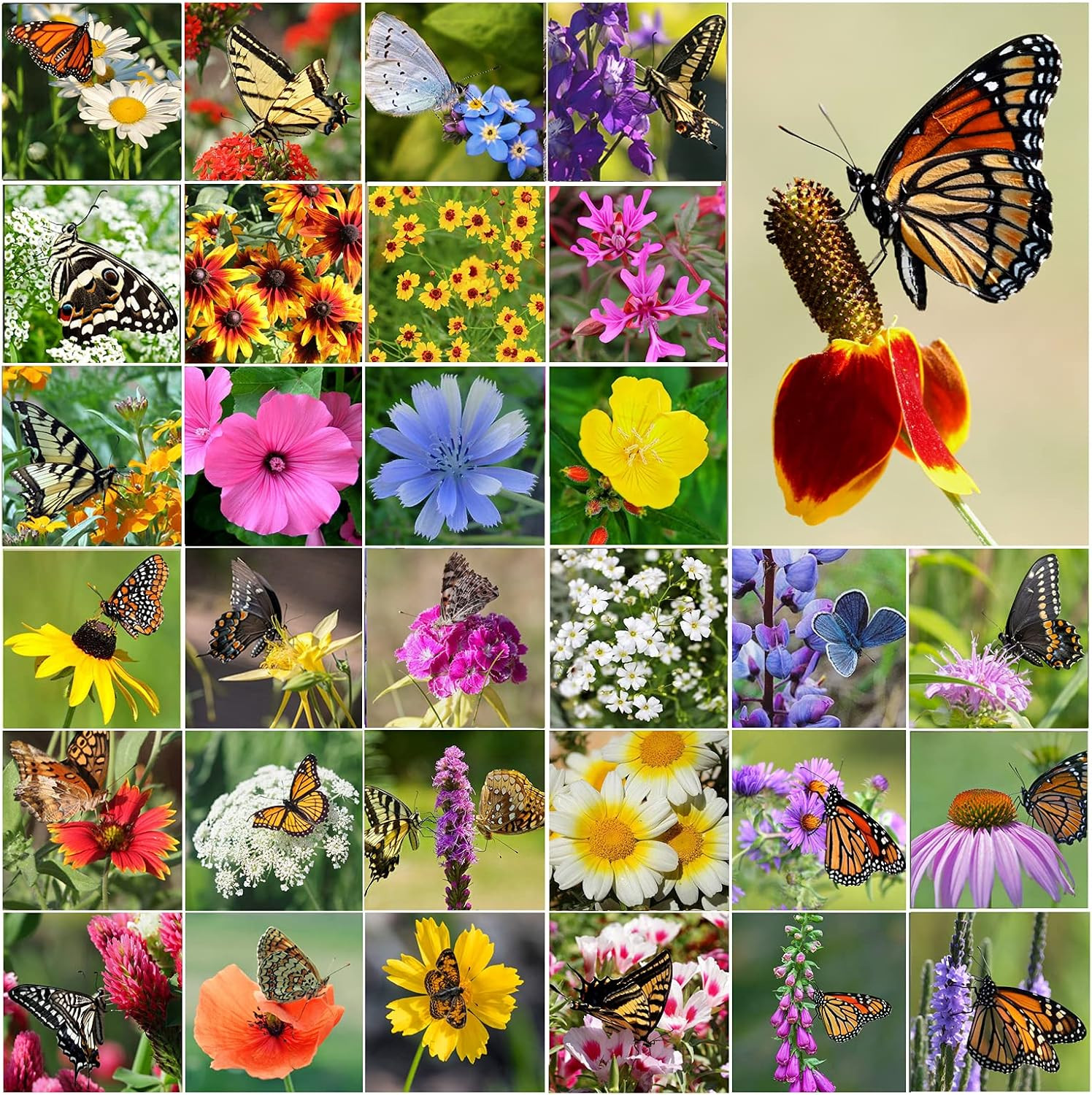 Perennial Wildflower Seeds Package with 31 Different Varieties 100,000+ Seeds, H