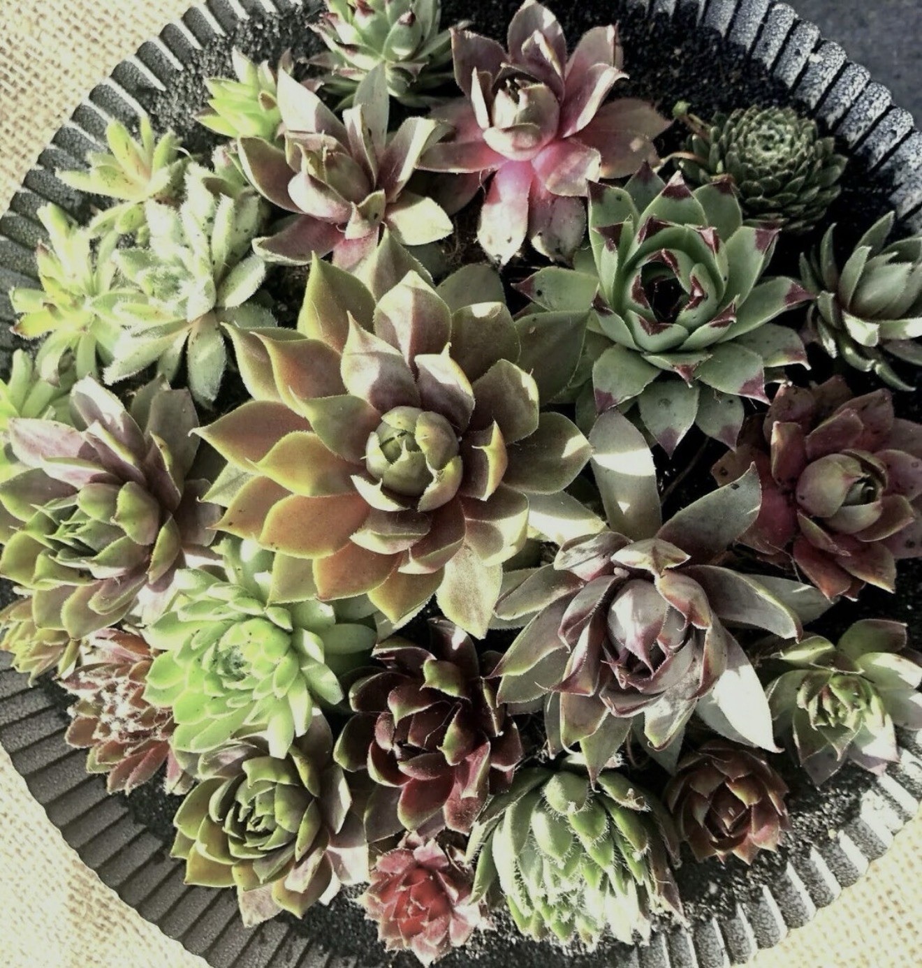 8 Beautiful Baby Sempervivum 8 Varieties of Healthy Hens & Chicks +/- 1 in size