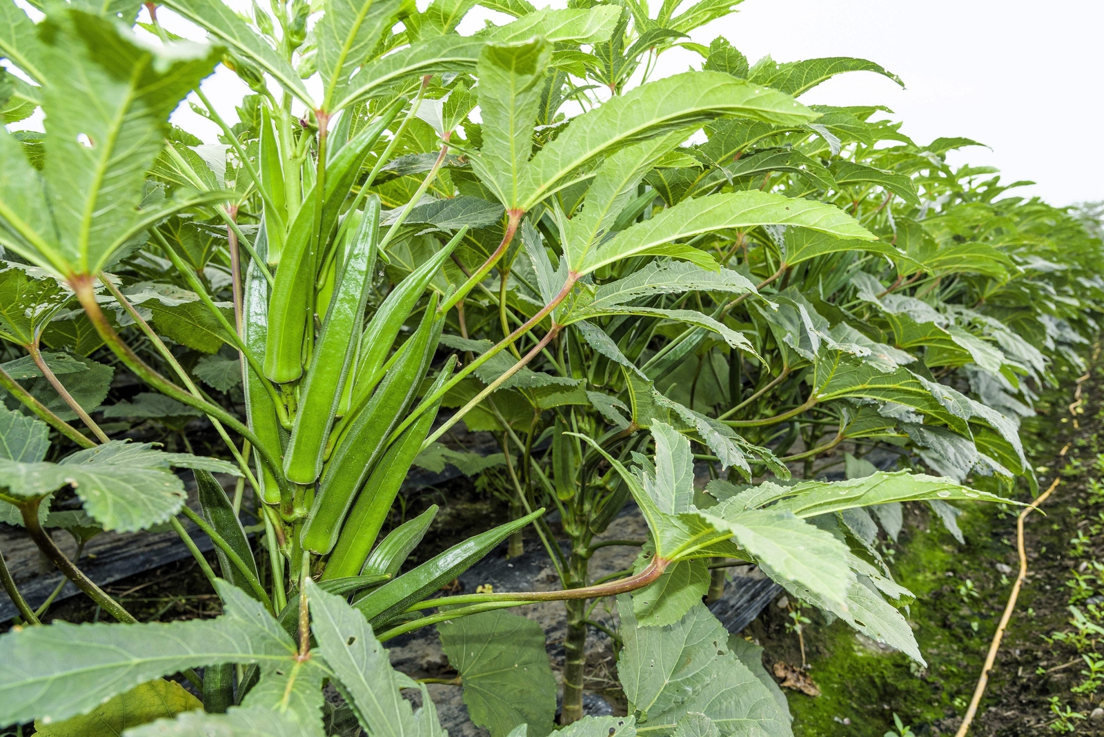 150 EMERALD GREEN VELVET OKRA Spineless Abelmoschus Esculentus Vegetable Seeds
