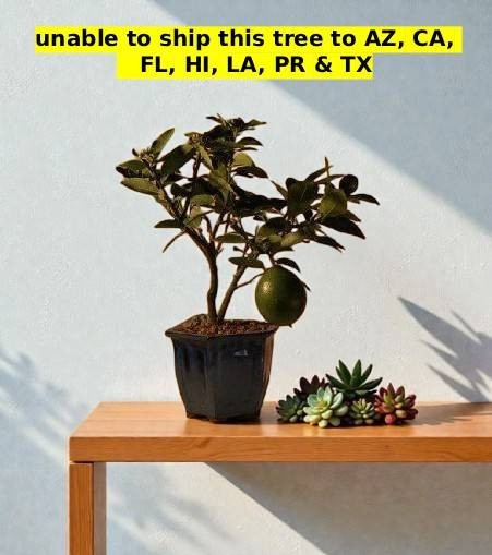 Dwarf Meyer Lemon Tree 14″H Bonsai Live Plant Indoor Aromatic Flowers Fruits