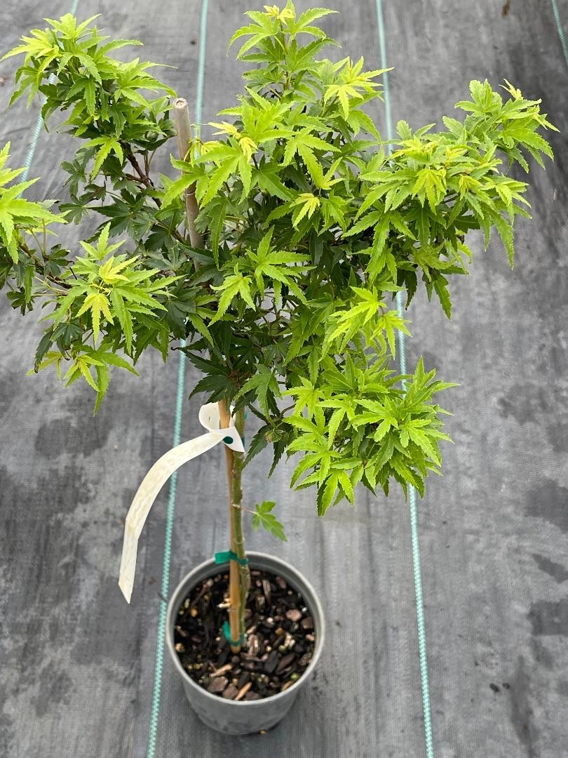 Acer palmatum ‘Lima Gold’ (Lima Gold Japanese Maple) on 2 feet standard