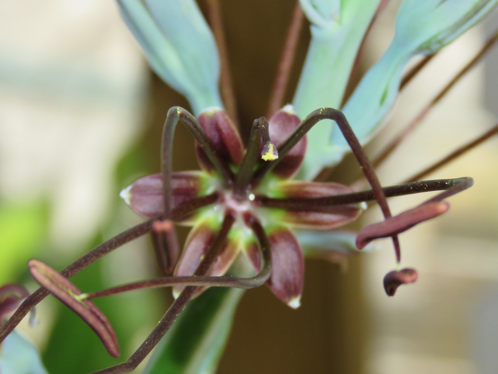 Manfreda (agave) spot, hybrid